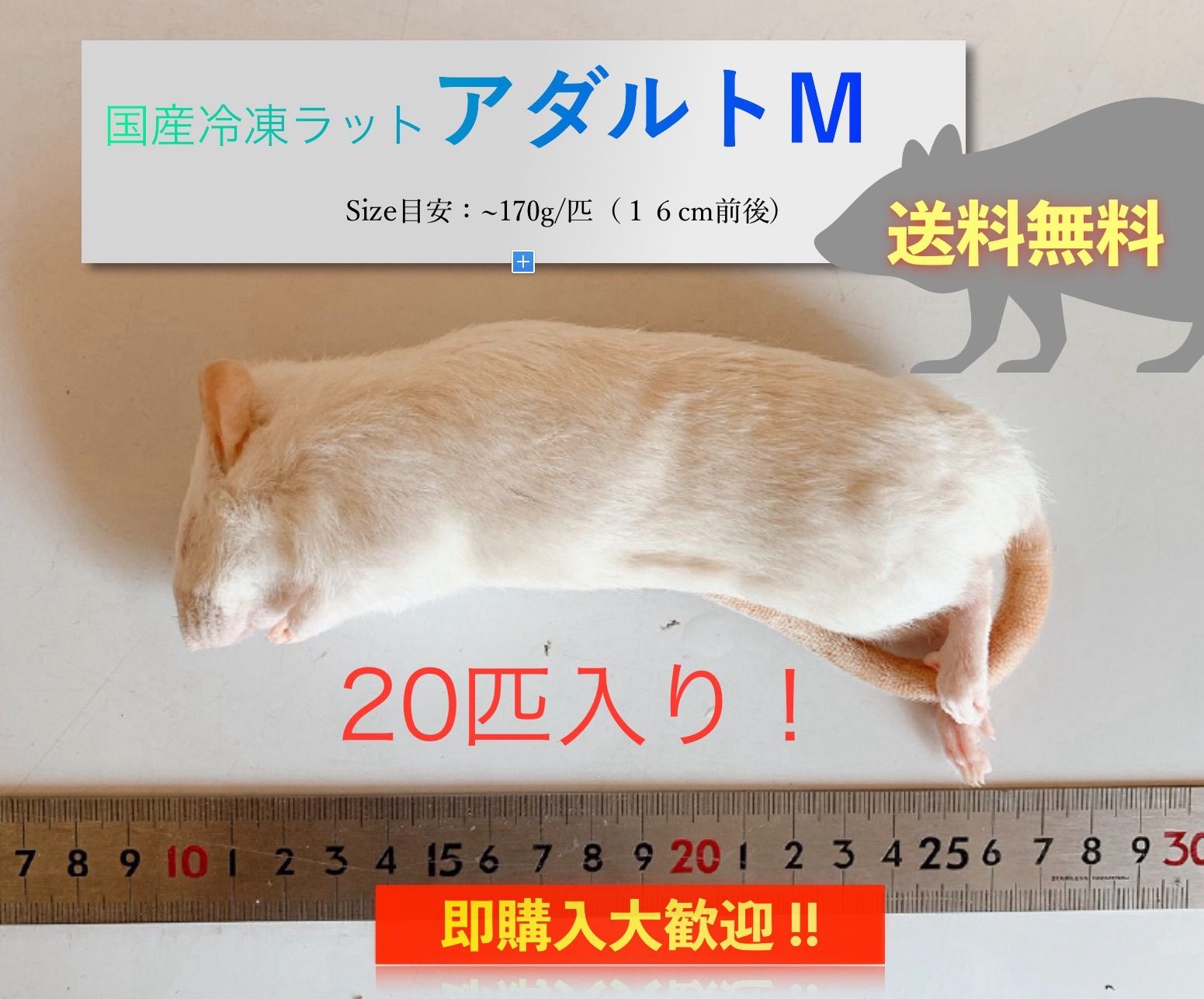 送料無料】国産冷凍ラットアダルトM 20匹入@即購入OK！北海道・沖縄の