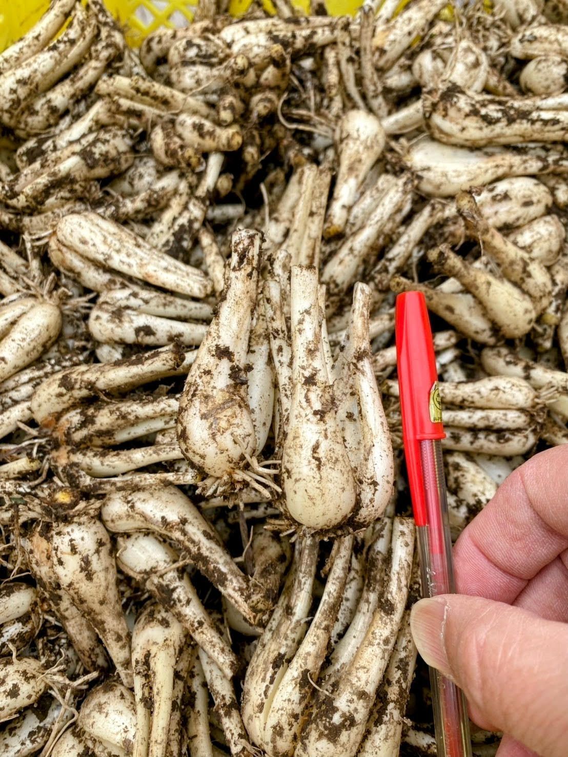鹿児島県産　土付きらっきょう　約10キロ　h 鹿児島県産 土付きらっきょう 約10キロ o 鹿児島県産 土付きらっきょう