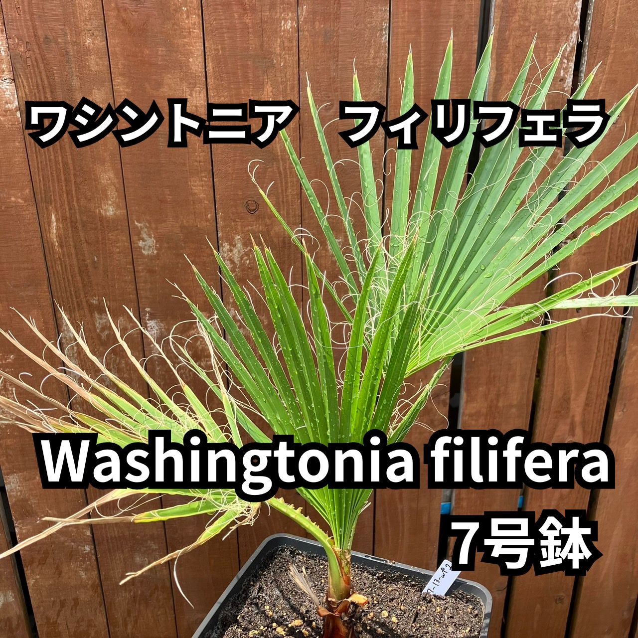 鉢ごと発送】ワシントンヤシ ワシントニアフィリフェラ Washingtonia filifera 2024-7-13-wf2 - メルカリ