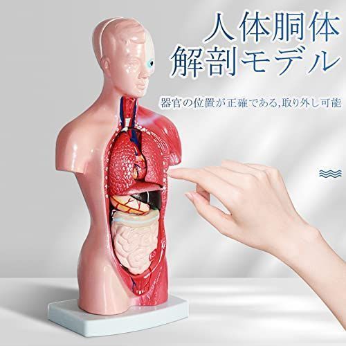 D：人体模型 ziyue 人体模型 28cm 15パーツ 取り外し 人体解剖 内蔵 