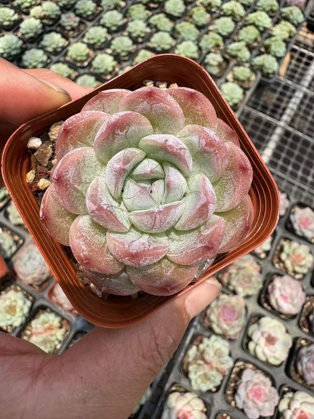 抜き苗 スノージェム XJB469×50株 ふっくら 多肉植物 エケベリア