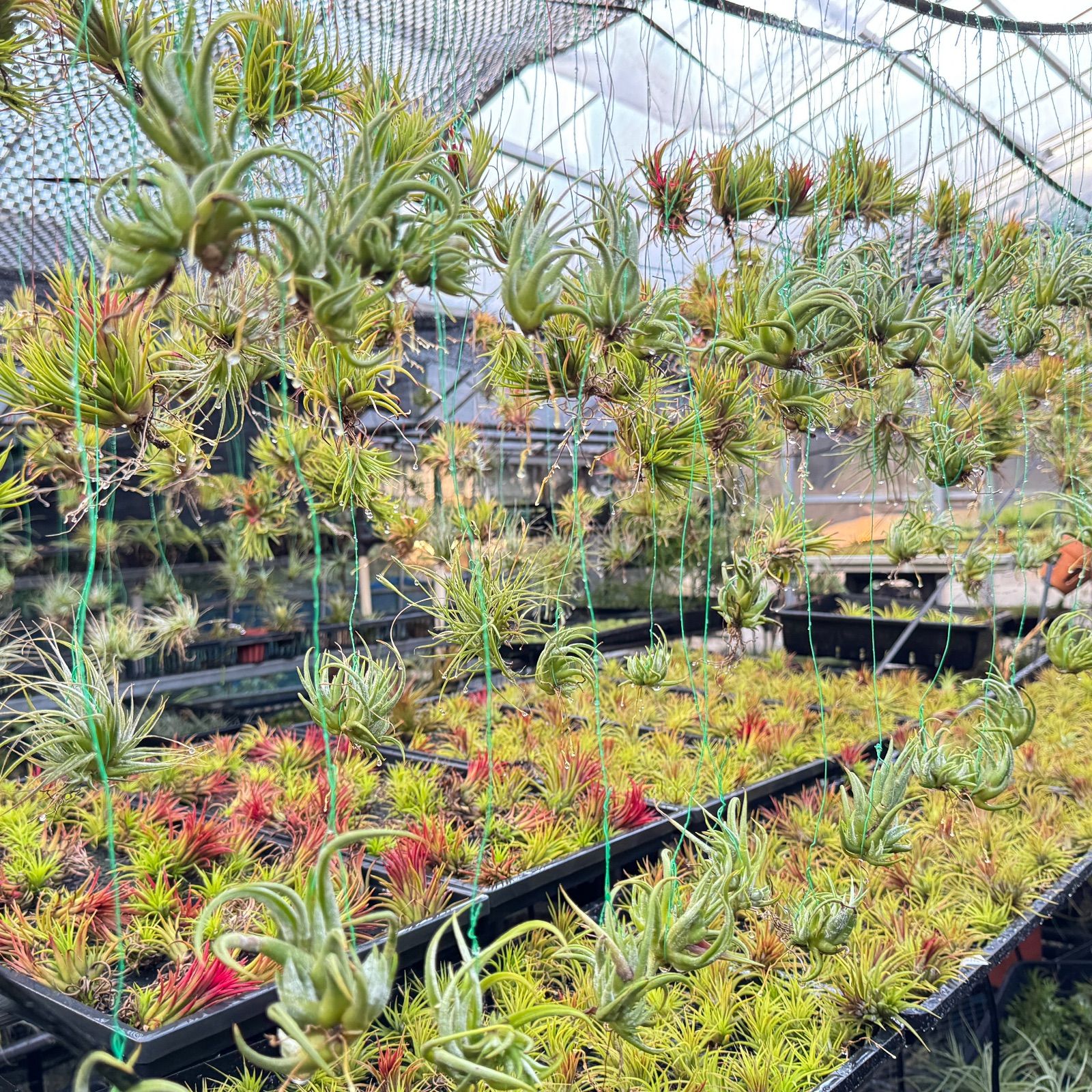 チランジア ハリシー × キセログラフィカ 現品】チランジア・ハリシー×キセログラフィカ T. harrisii x