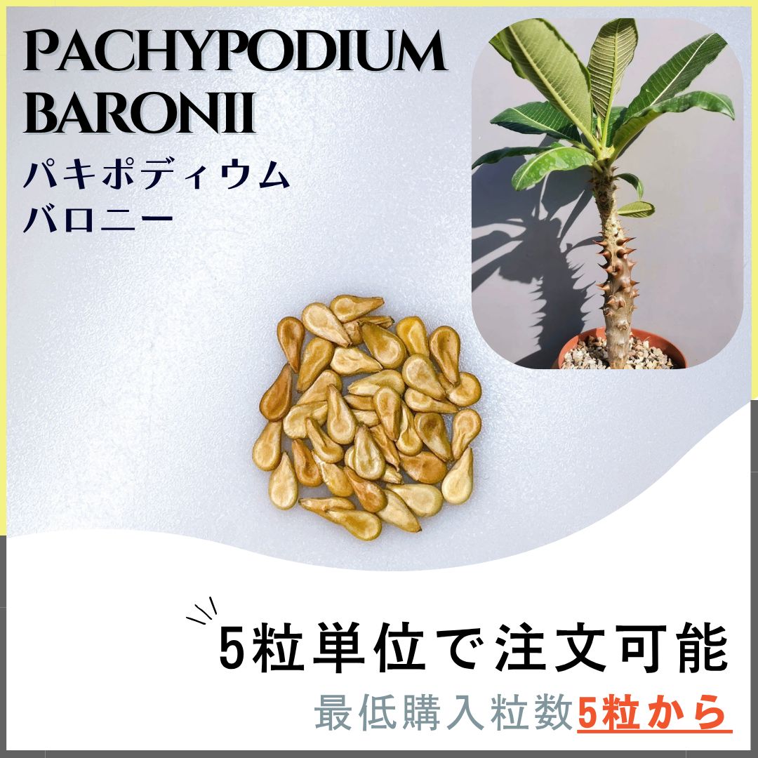 【種子】パキポディウム バロニー 塊根植物　100粒 種子】パキポディウム バロニー 塊根植物 100粒 種子】パキポディウム