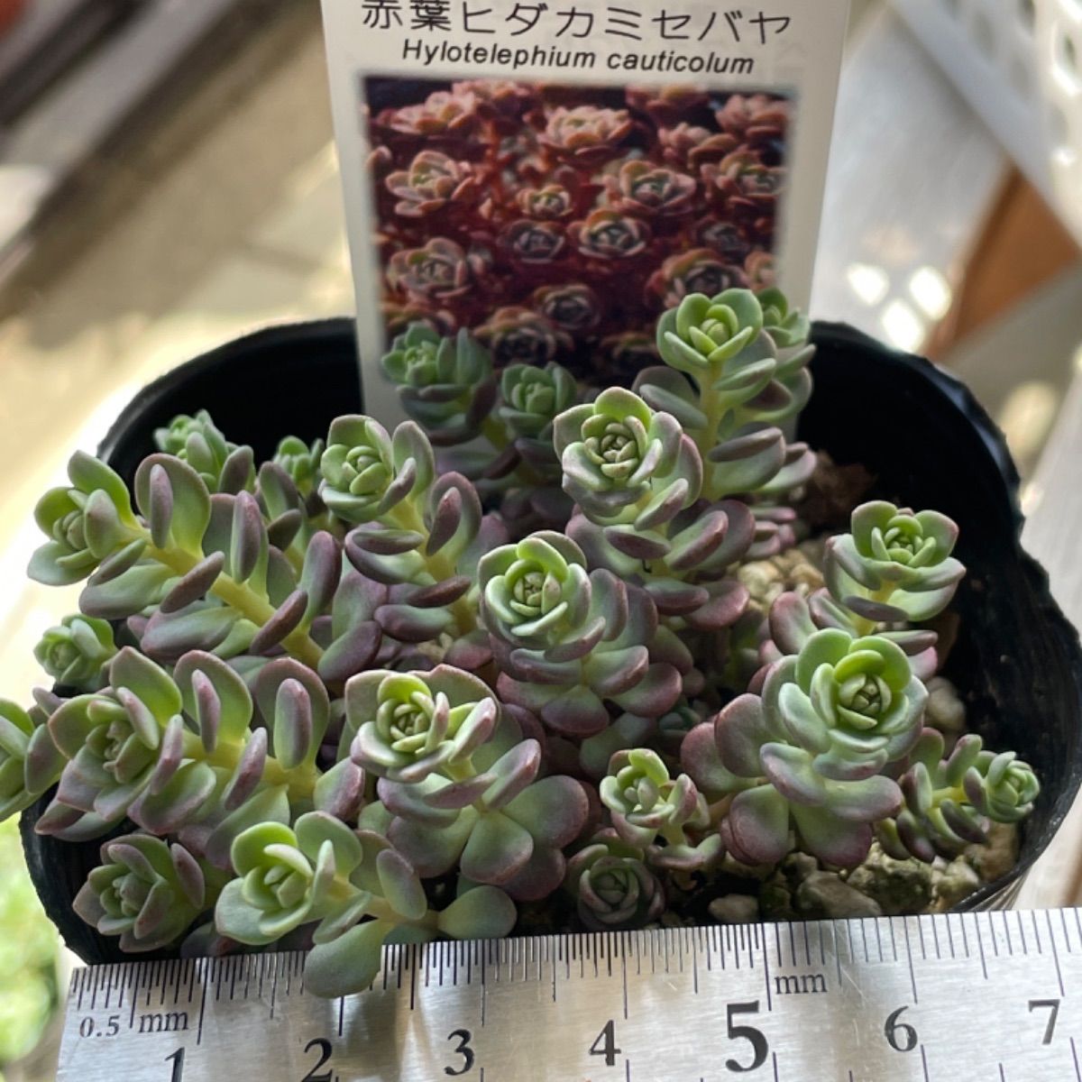 抜き苗１点のみ✡赤葉日高ミセバヤ 多肉植物 - 植物/観葉植物