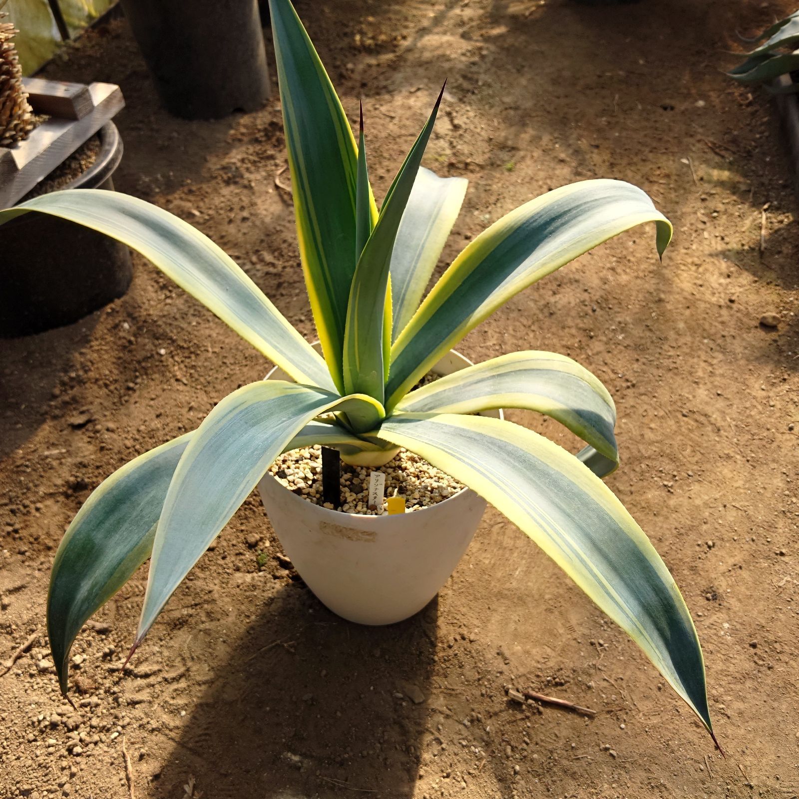 アガベ ウェベリー アリゾナスター AGAVE 60㎝ アガベ アガベ ウェベリー アリゾナスター AGAVE 60㎝ アガベ