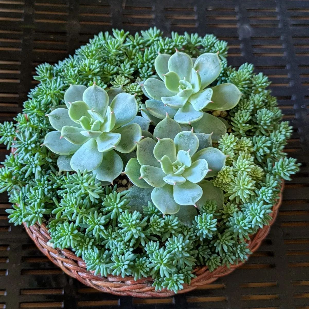 No.517 ❁ロンリーダック❁ 抜き苗 多肉植物 寄せ植え No.517 ❁ロンリーダック❁ 抜き苗 多肉植物 寄せ植え 多肉植物