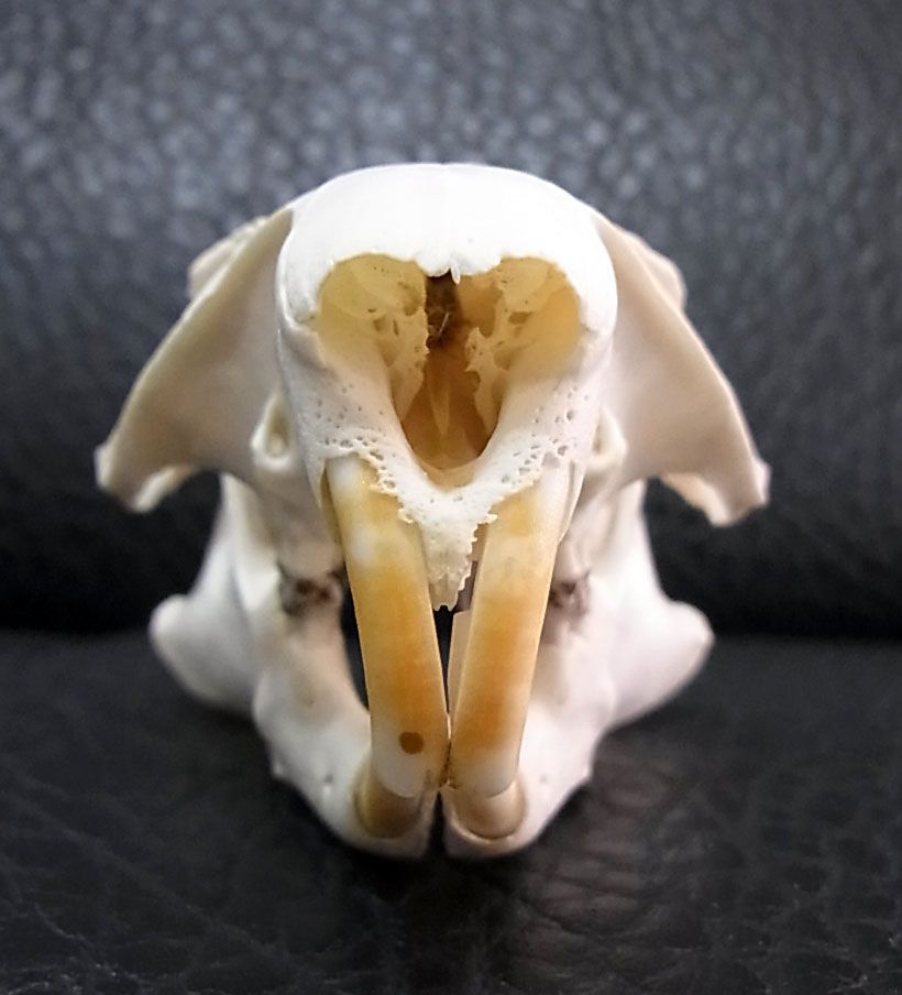 アメリカ便　ウッドチャックの頭骨 アメリカ便 ウッドチャックの頭骨 - メルカリ