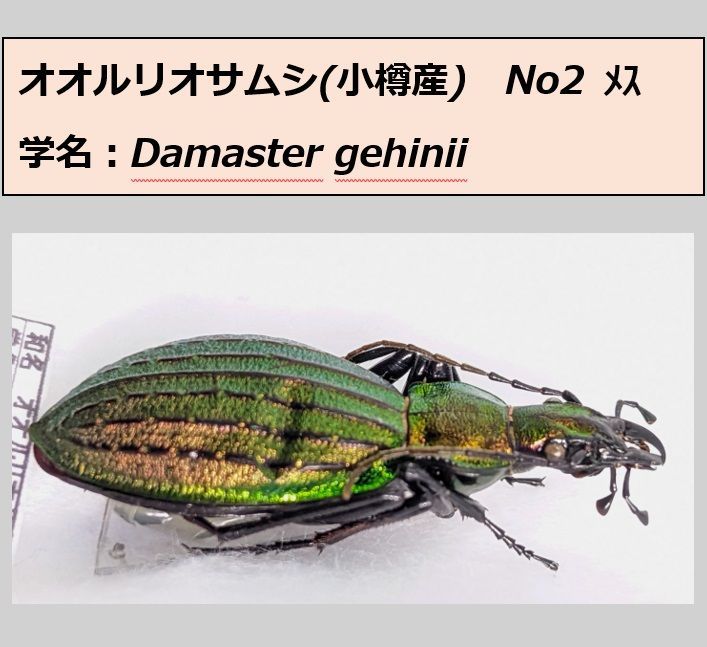カマボコ　オサムシ２種　学術標本 オオルリオサムシ ♂♀ ペア標本 小樽産 N02 - メルカリ