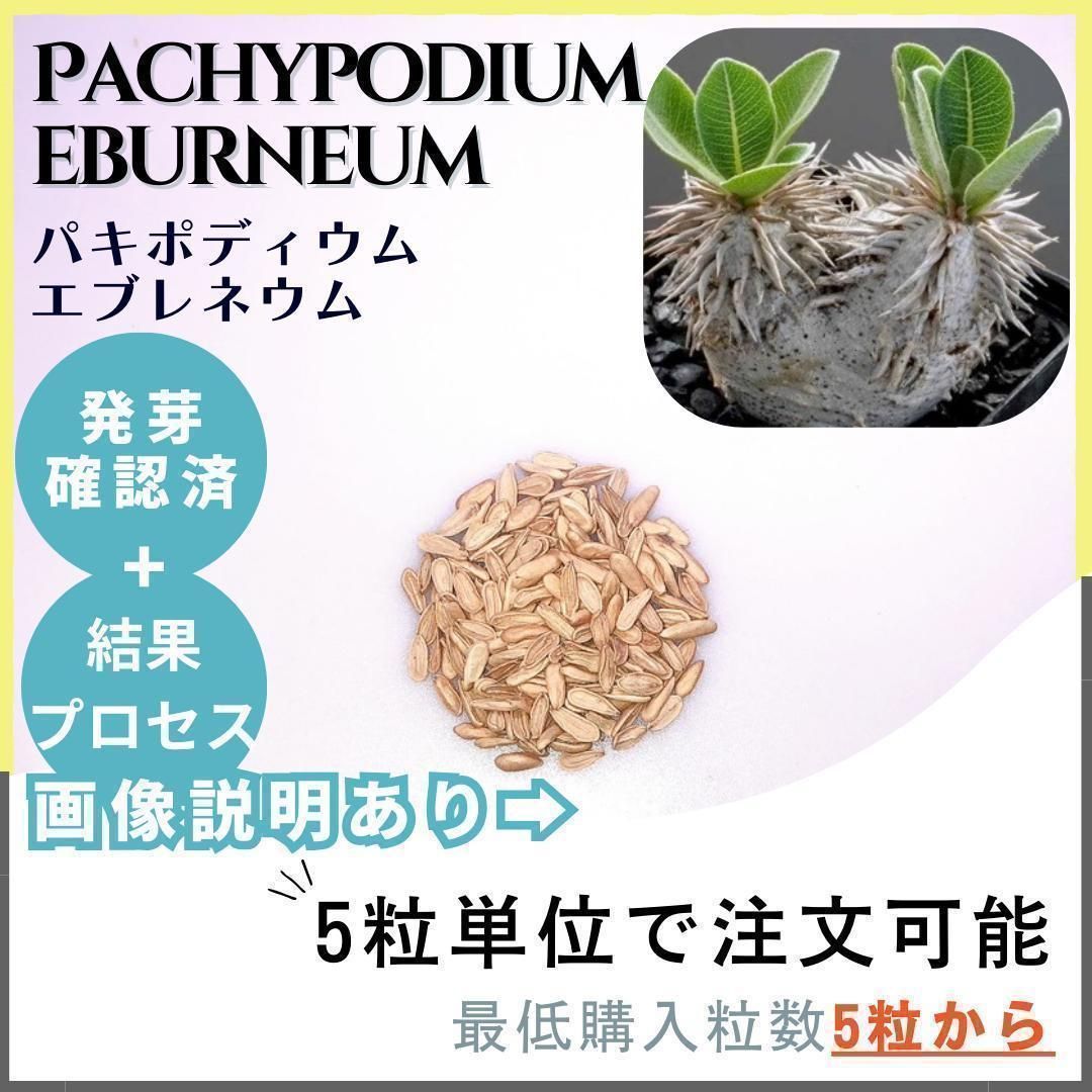 【クマクマ様向け】パキポディウム エブレネウム自宅採種 種子　200粒 種子】パキポディウム エブレネウム /セット割あり 数量5粒から