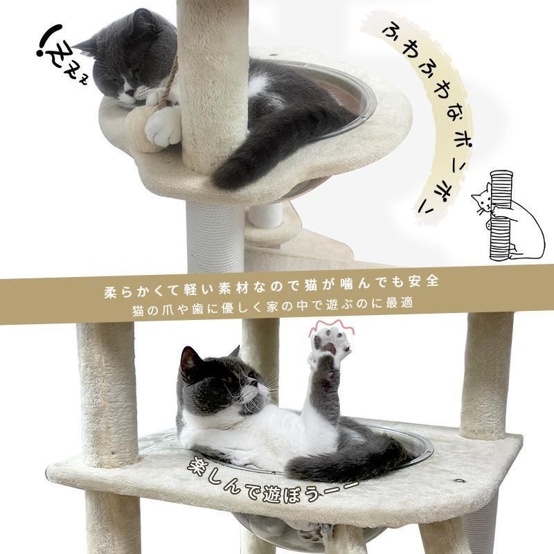 シニア猫