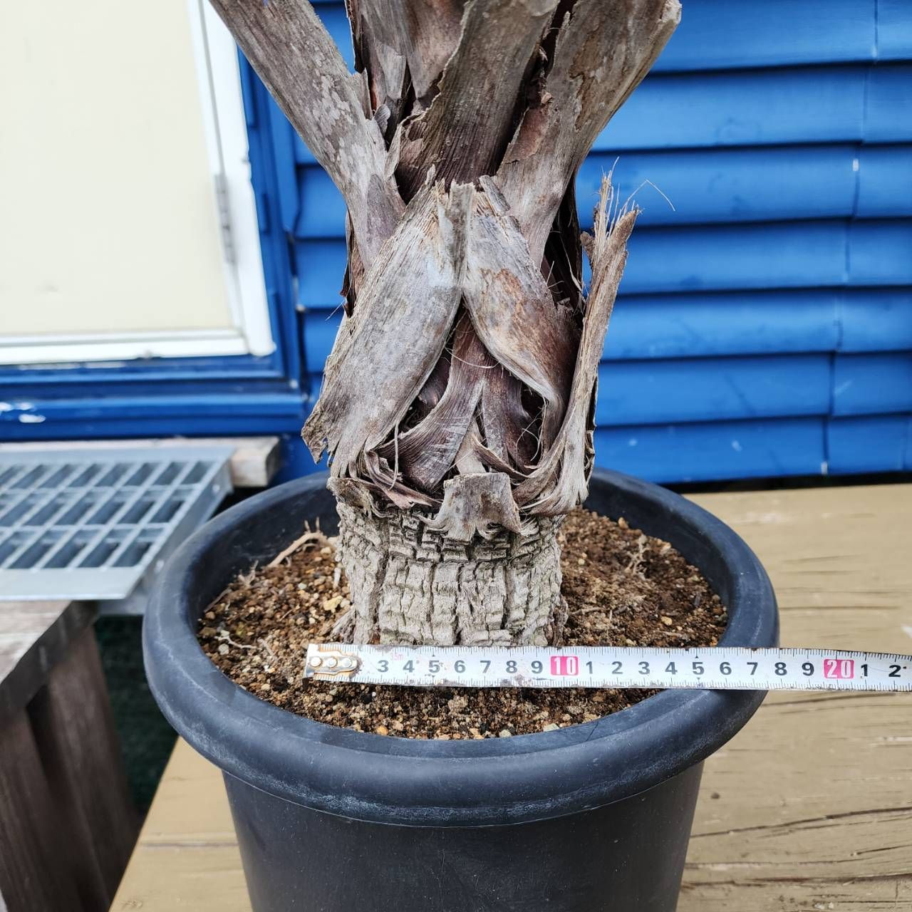 トックリラン ノリナ ポニーテール 特大 トックリラン ノリナ