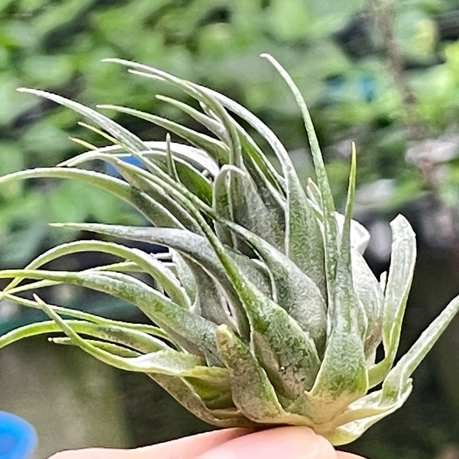 ティランジア　カウツキー　ミュータントフォルム ティランジア カウツキー ミュータントフォルム チランジア