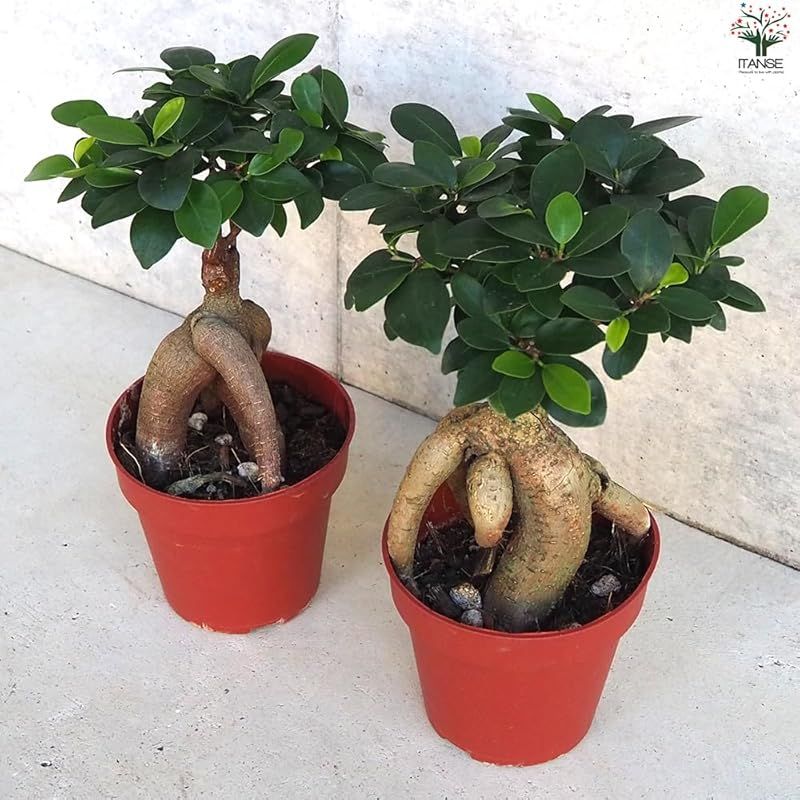 ＩＴＡＮＳＥ 人参ガジュマル4号鉢 4個セット 品種で選べる観葉植物 人参ガジュマル は通称名で 普通のガジュマルの根が育ったものを抜いて 根が見えるように植え替えたものを指します 気根がよく目立つ仕立てになっており 姿形がニンジンに似ていることか YUZUMIYA_COM