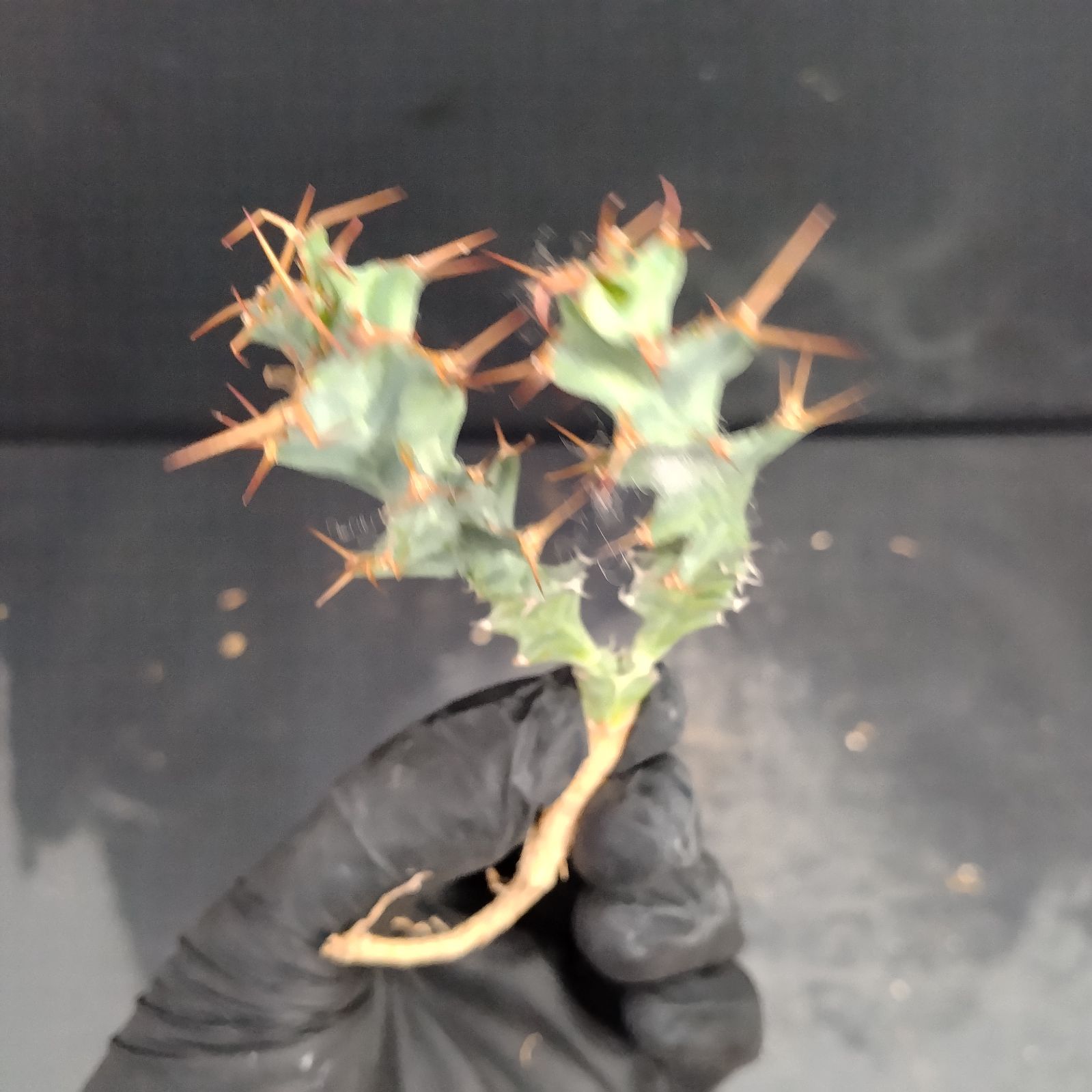 L313【最新到着】Euphorbia トルチラマ（抜き苗）【塊根植物