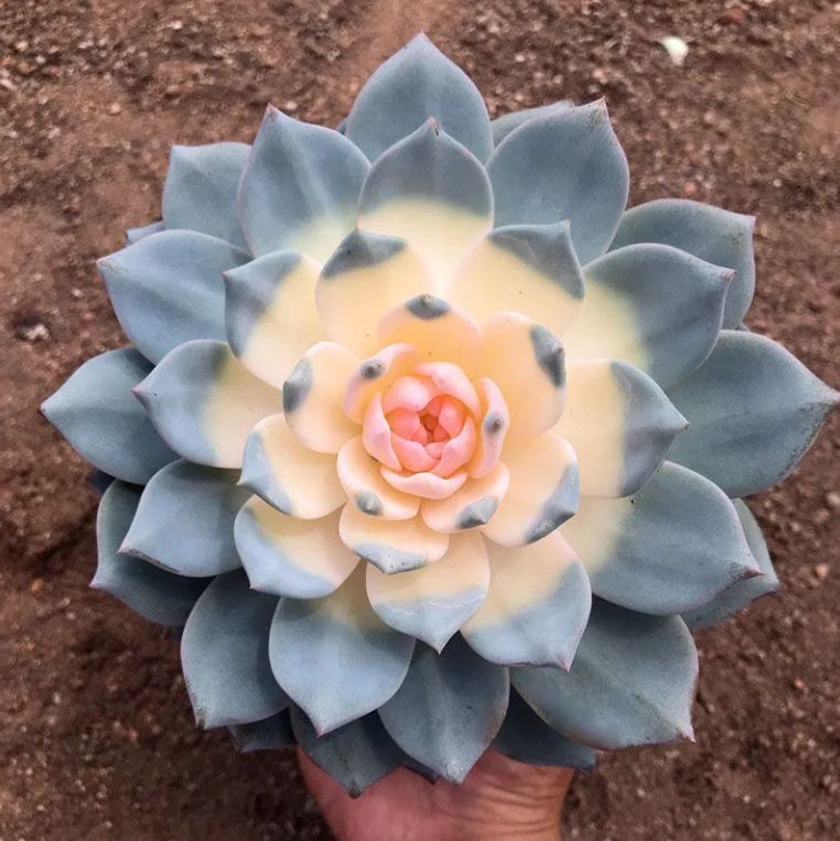 2株の抜き苗セット】ブルーバード錦 多肉植物 佐川急便発送