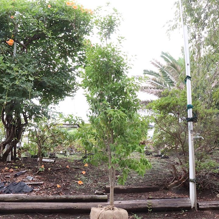 1本立ち】ソヨゴ 雌 - メルカリ