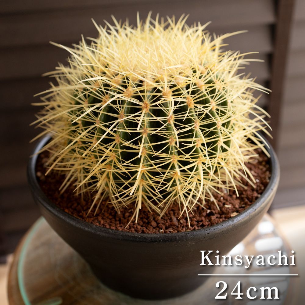 発根済 24cm 金鯱 サボテン 8号 ドライガーデン 金シャチ キンシャチ 陶器鉢 0408BK-G