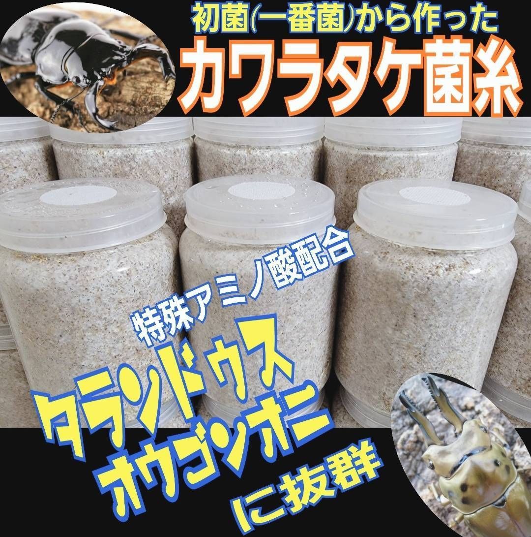 極上！カワラタケ菌糸瓶【7本】特殊アミノ酸強化配合！タランドゥス・オウゴンオニに 極上！カワラタケ菌糸瓶【7本】特殊アミノ酸強化配合