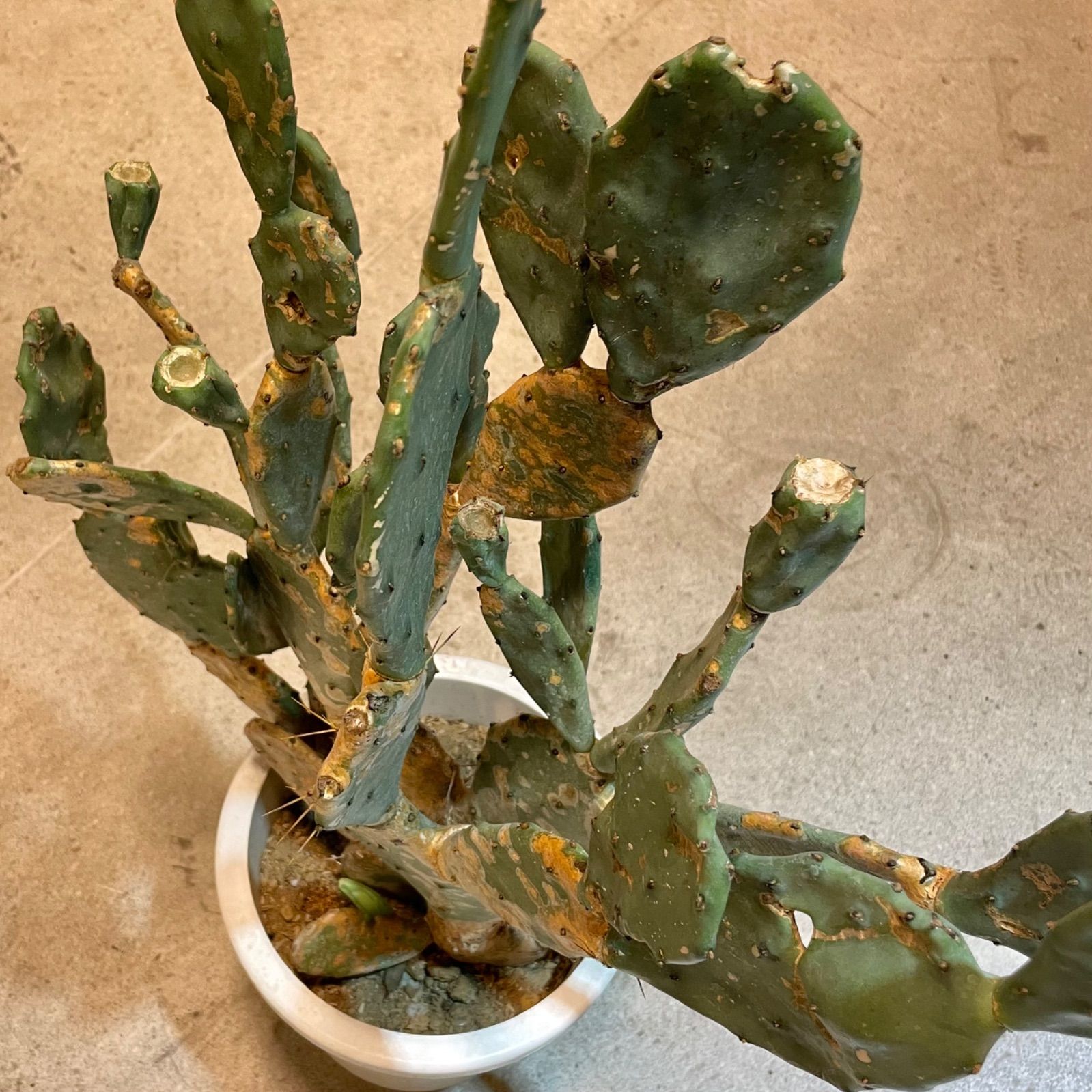 ウチワサボテン ブランチ 木質化 - メルカリ