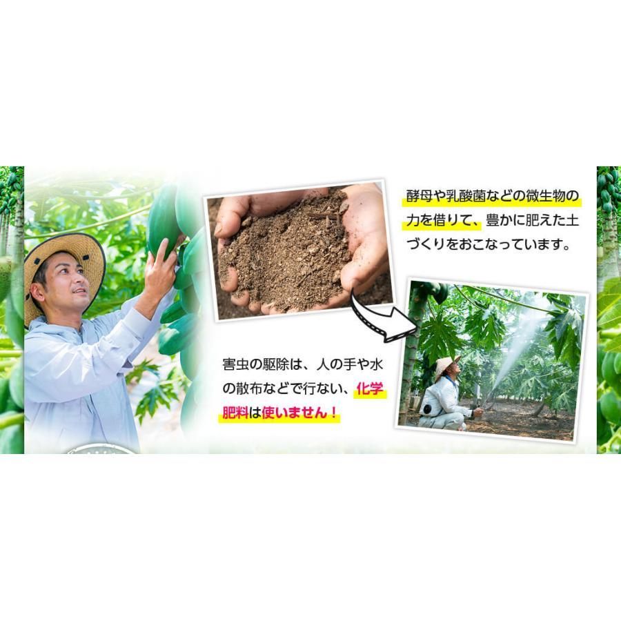 熱帯資源植物研究所