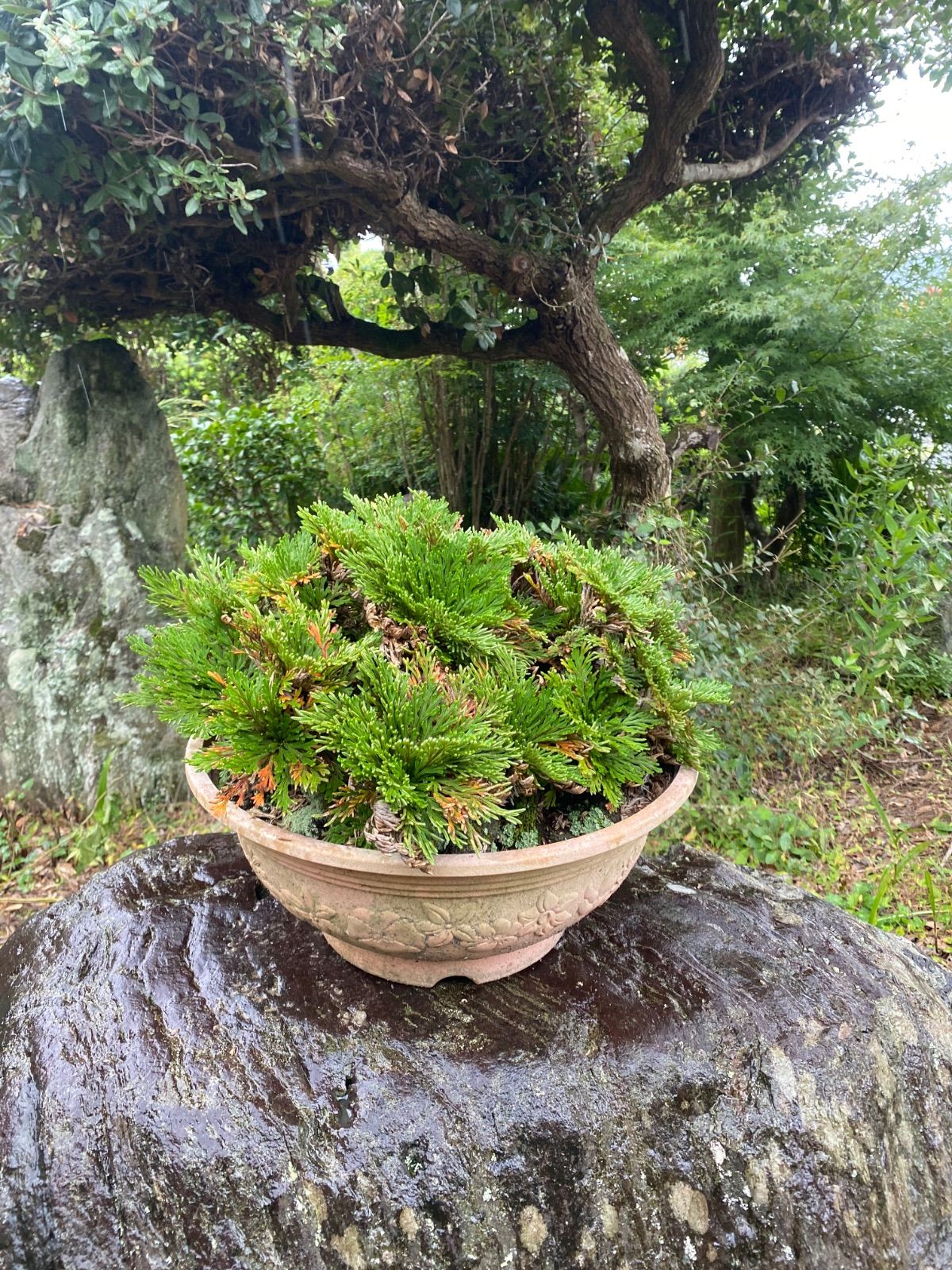 岩松 イワヒバ 巨大 50年物 天然 山野草 盆栽 庭 盆栽棚 野草