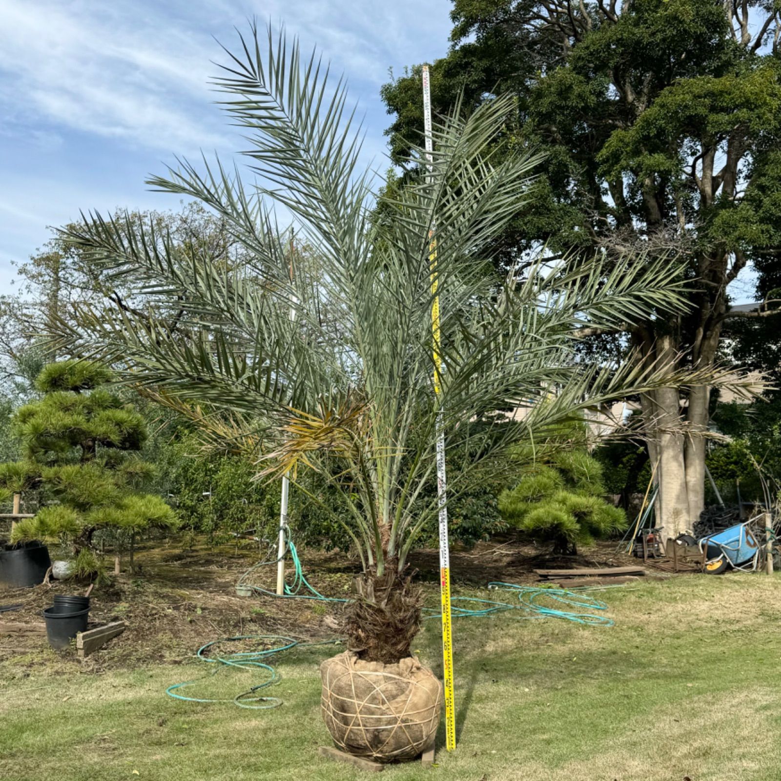 種子12粒 フェニックス・シルベストリス(シルバーデーツパーム