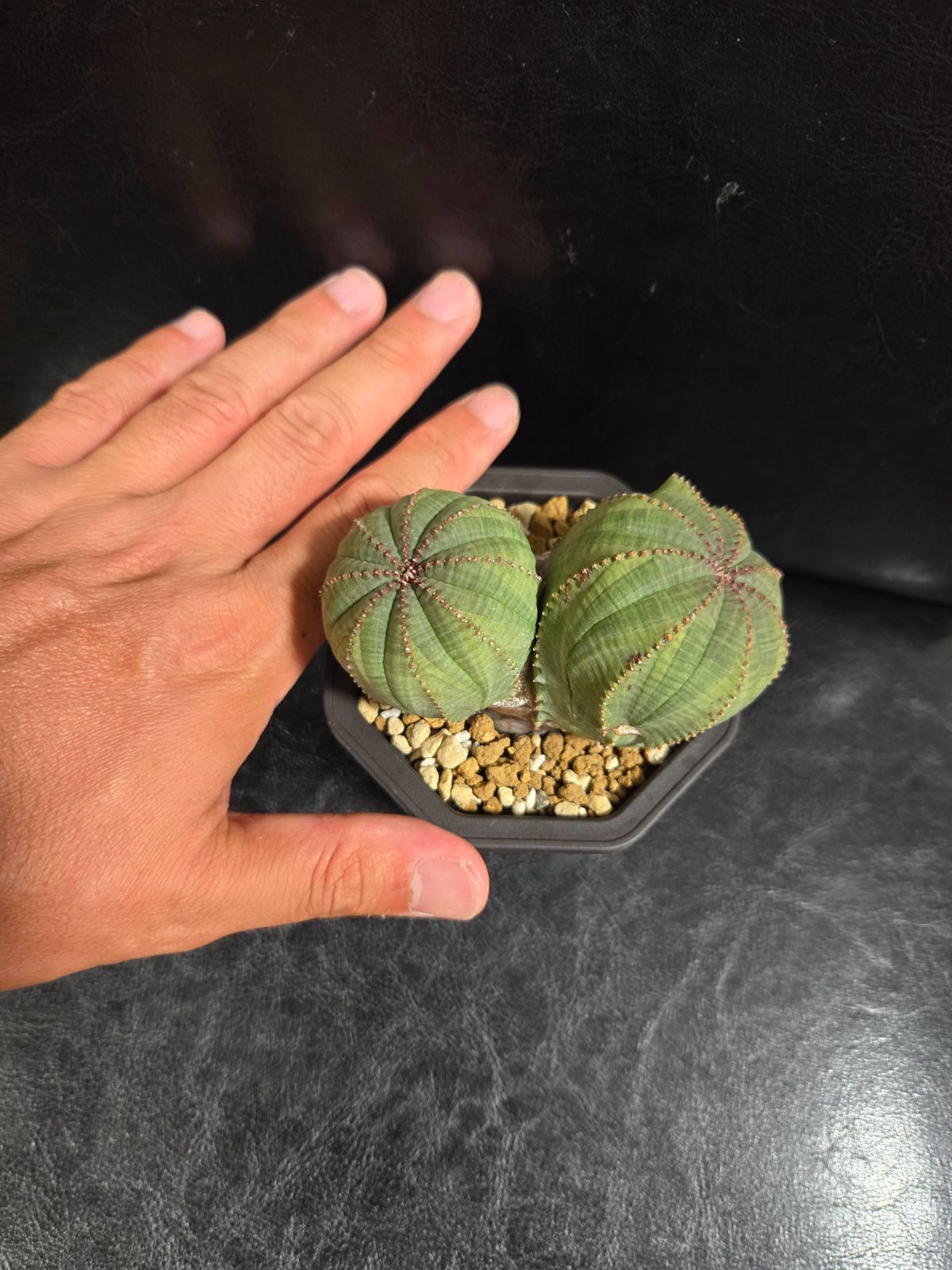 オベサ☆2頭株 オベサ ダブル・ヘッド (2301_10oldd_03