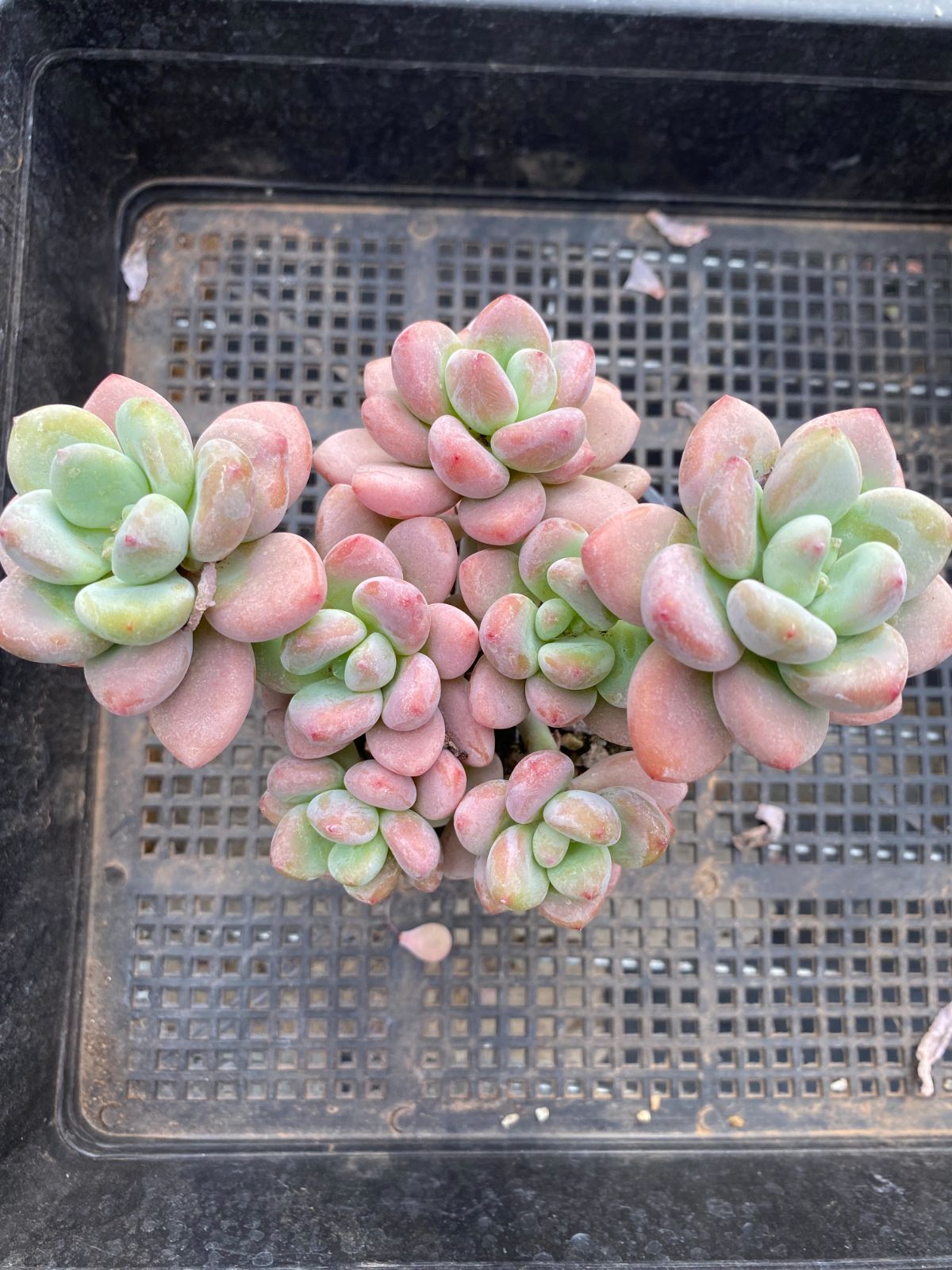 多肉植物 韓国苗 Totty様 多肉植物 韓国苗 Totty様
