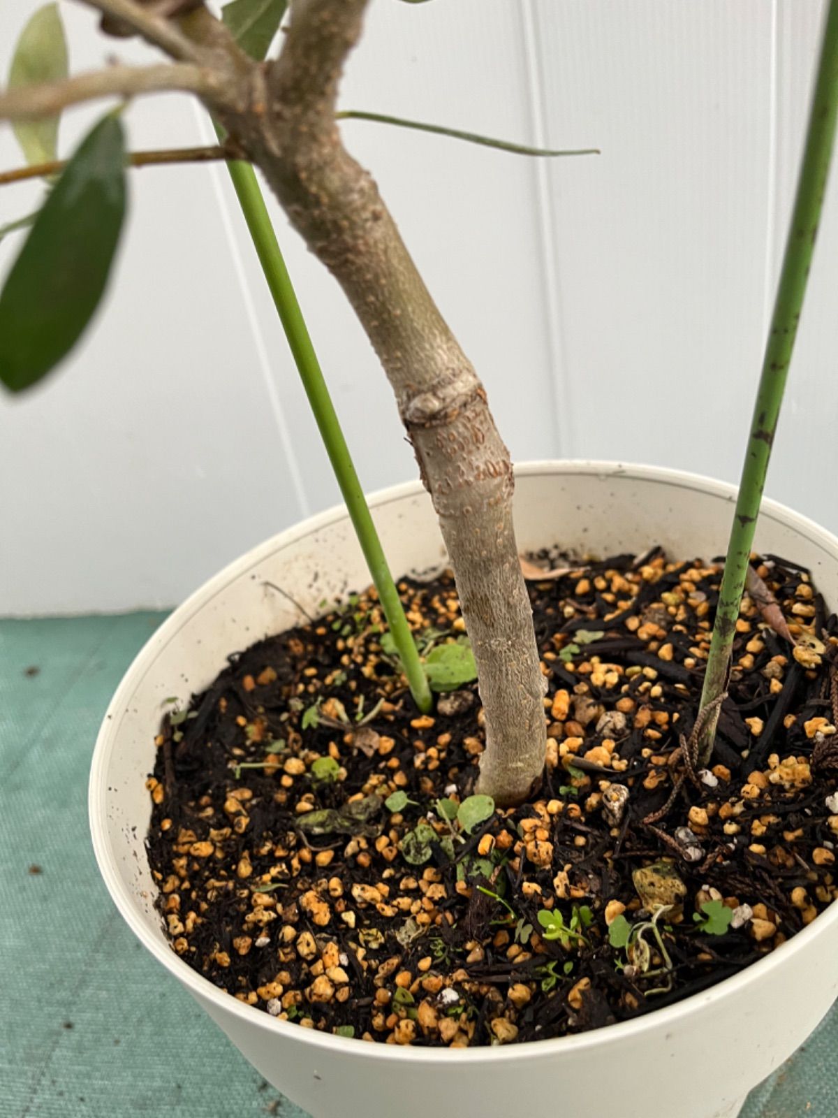 オリーブの木 カタマタ 接木 鉢植え - 観葉植物