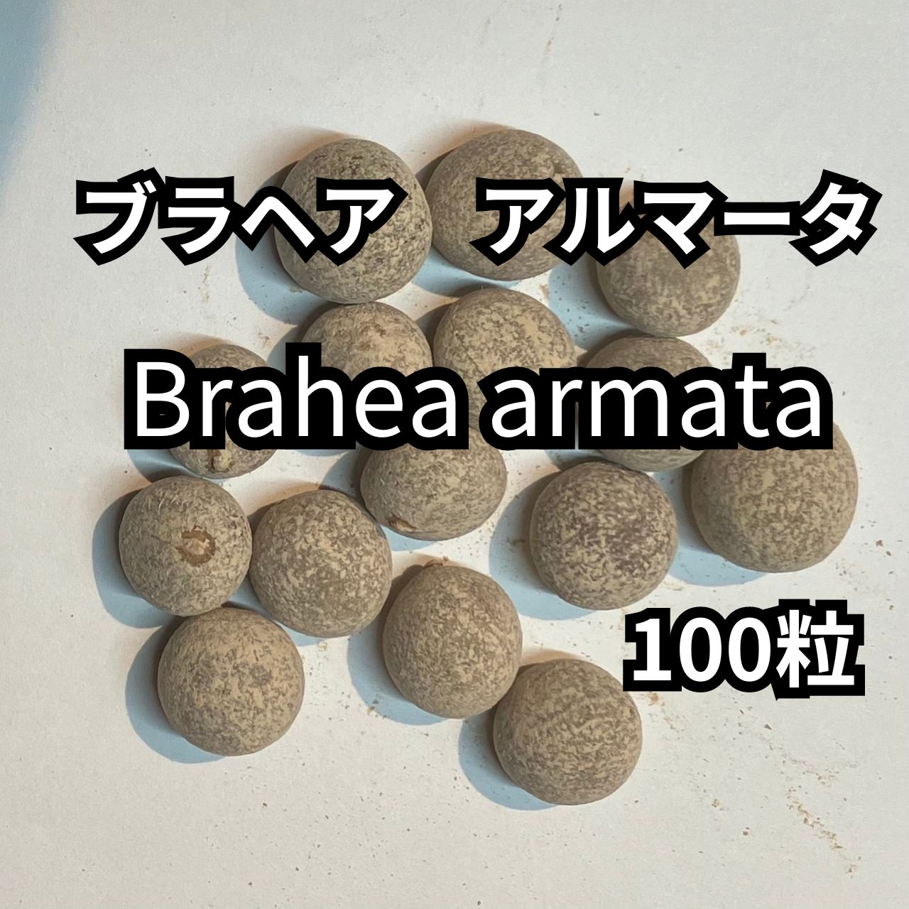 2月入荷 100粒+ ブラヘア アルマータ 種 種子 証明書 3008 2月入荷 100粒+ ブラヘア アルマータ 種 種子 証明書 3008