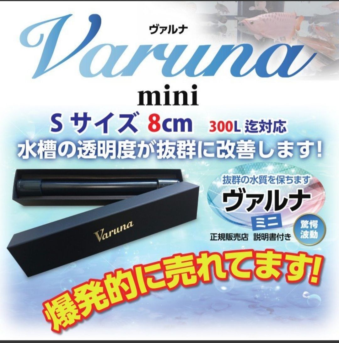 ヴァルナミニ 8センチ 水槽の透明度が抜群に！有害物質強力抑制！水替え