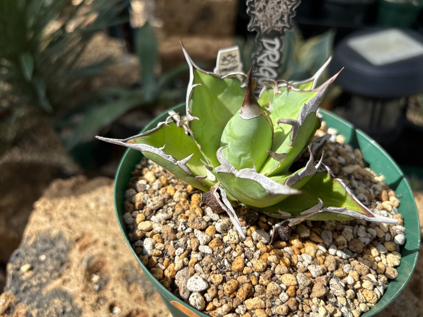 チタノタ アガベ ハデス 黒帝斯 恐竜牙歯 Agave 特厳選 : 