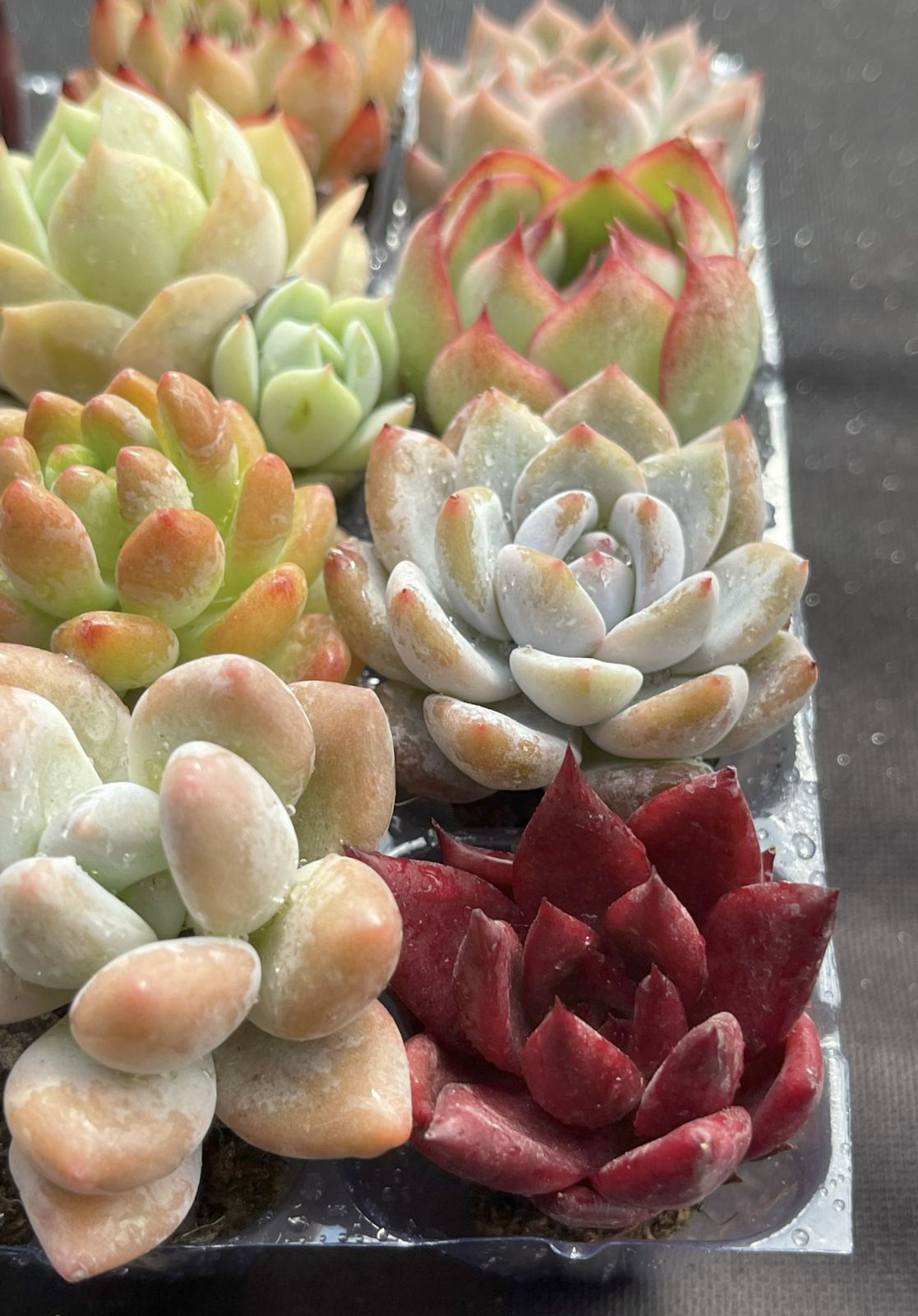 特大❣️豪華根付き韓国苗寄せ植え❣️ 多肉植物 寄せ植え 韓国苗 特大 - メルカリ