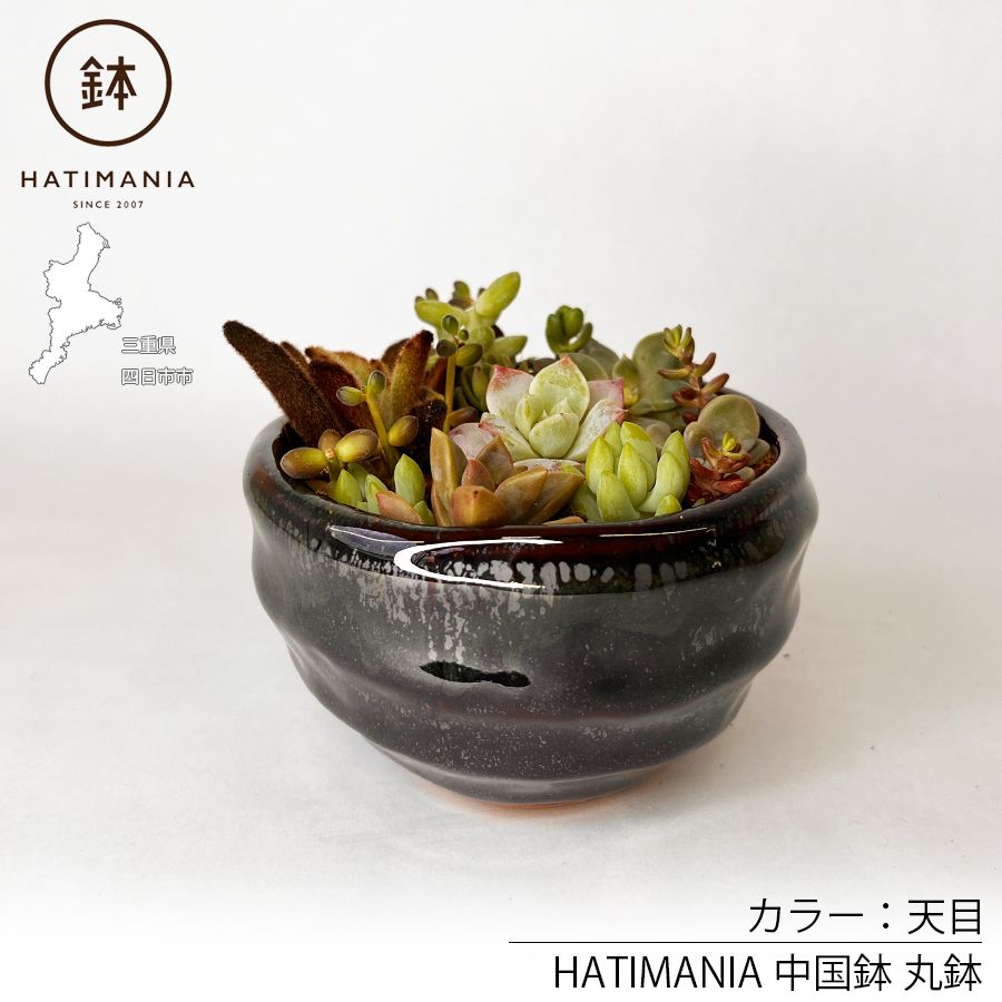 多肉植物おまかせ寄せ植え HATIMANIA 3号 1006W 鉢づくし ミニ盆栽