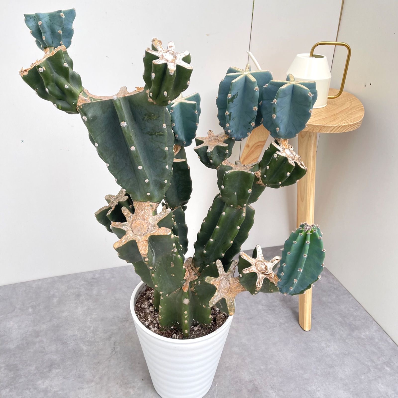 柱サボテン ブランチ 29 現品 観葉植物 室内 ドライガーデン 大型