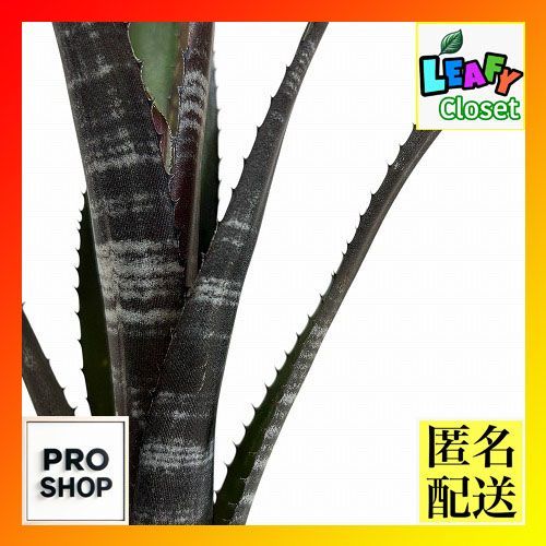 陶器製 大型プランター テラコッタ 底穴あり ストライプ模様