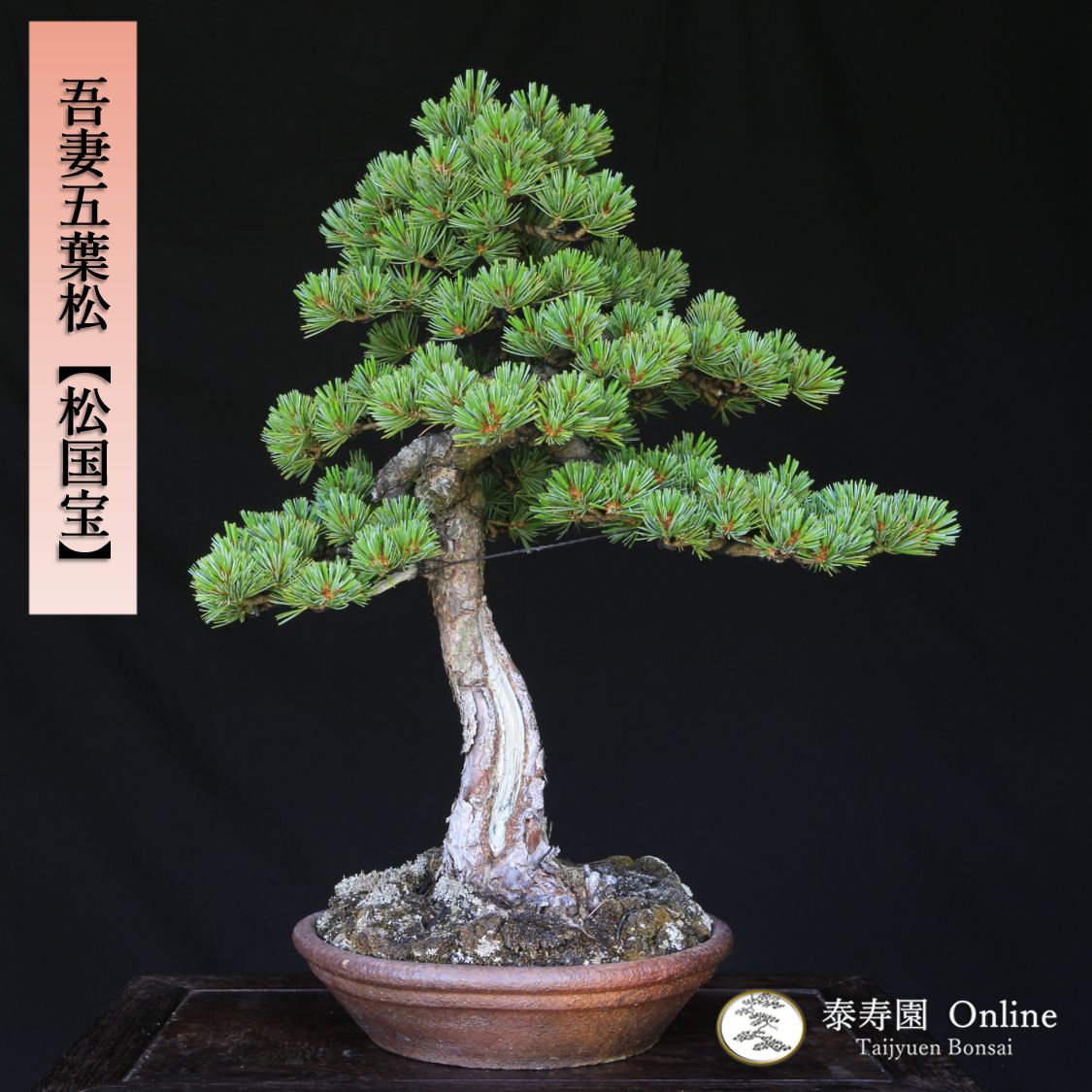 吾妻五葉松。文人造り。 吾妻五葉松【松国宝】文人調 盆栽 現品 一点物 接ぎ木 山採り 優良葉性