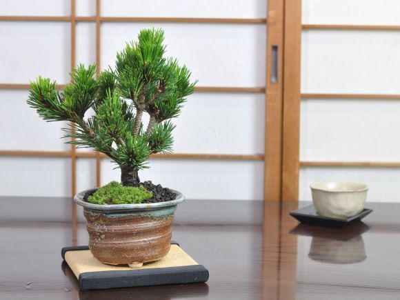 千寿丸 ストア 盆栽 素材 黒松千寿丸 千寿丸-15 千寿丸 八房黒松