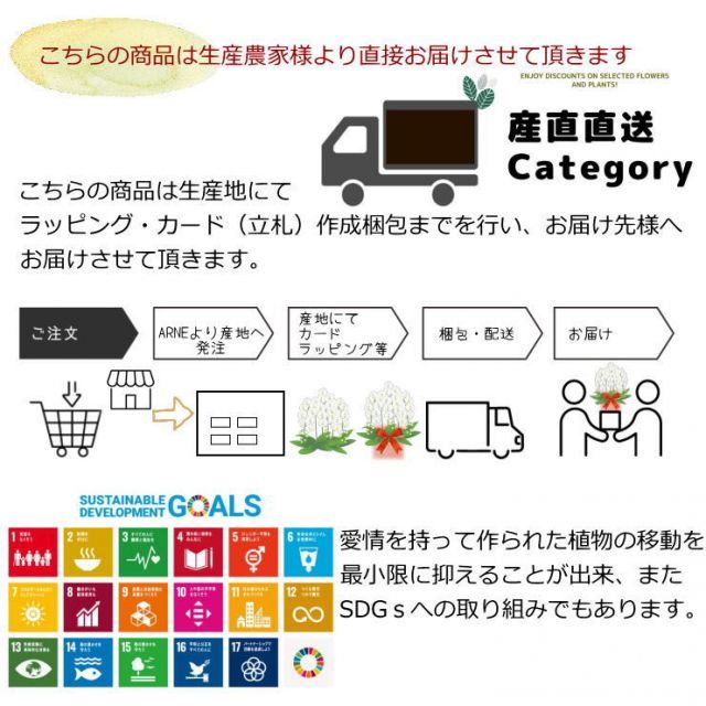 胡蝶蘭