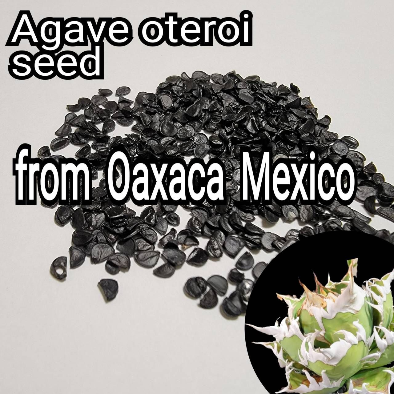 種子30粒 アガベ・オテロイ(Agave oteroi) - その他種、種子