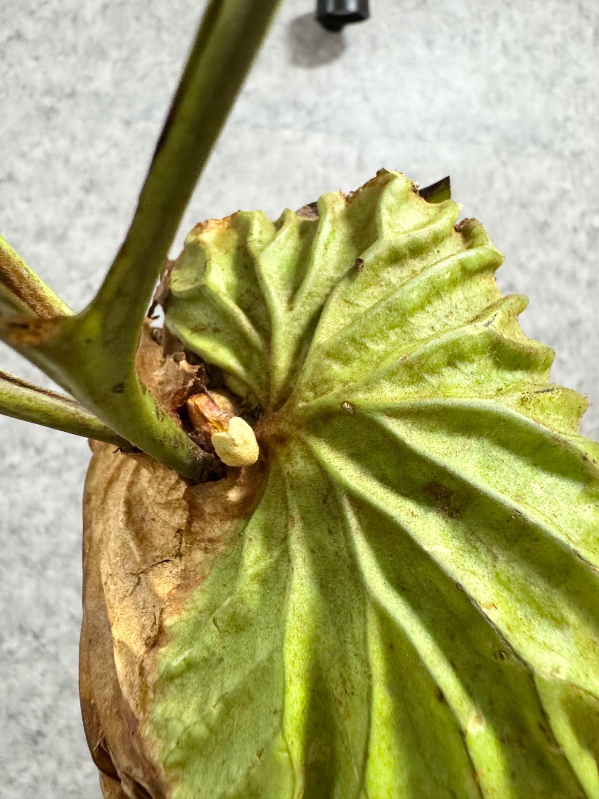 Mサイズ】49 ▽P.ridleyi Wild from Central Borneo ▽ リドレー