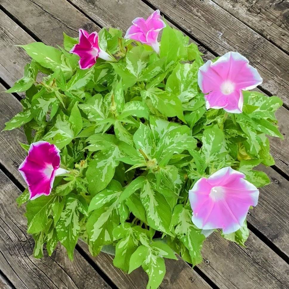 お花の種】つるなし朝顔☆カラフルミックス 種子 約10粒！ - メルカリ