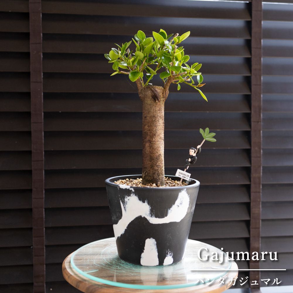 パンダガジュマル 6号 マーブル樹脂ポット ピック付 観葉植物 パンダ