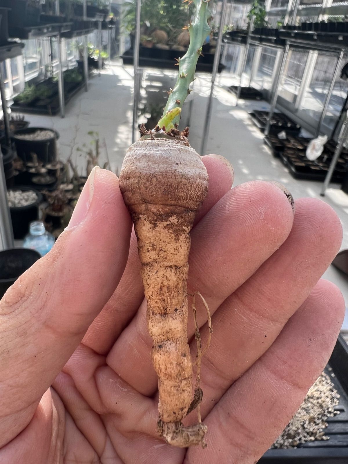 ユーフォルビア デシドゥア Euphorbia decidua 多肉植物 発根済 現地球