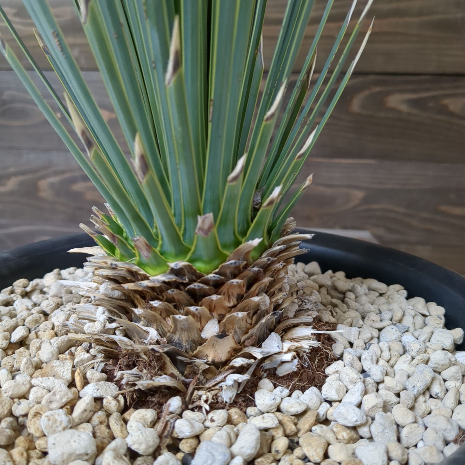 ユッカ　ロストラータ　鉢のままメルカリ便で発送　ドライガーデン ユッカ・ロストラータ【発根済】 ドライガーデン・ロック