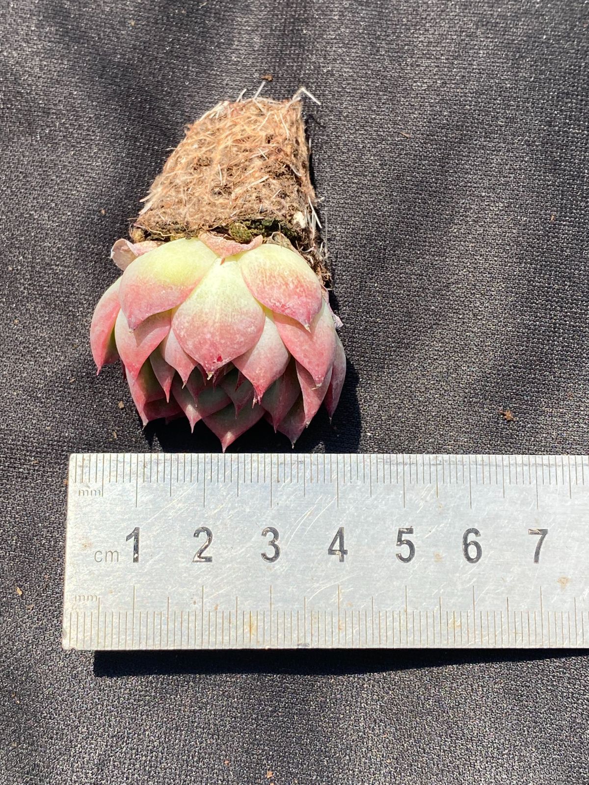 新入荷 土付き ピンククリスタル QS3×105苗 多肉植物 詰め合わせ エケベリア 韓国苗 WWW_GEBZETESISAT_COM_TR