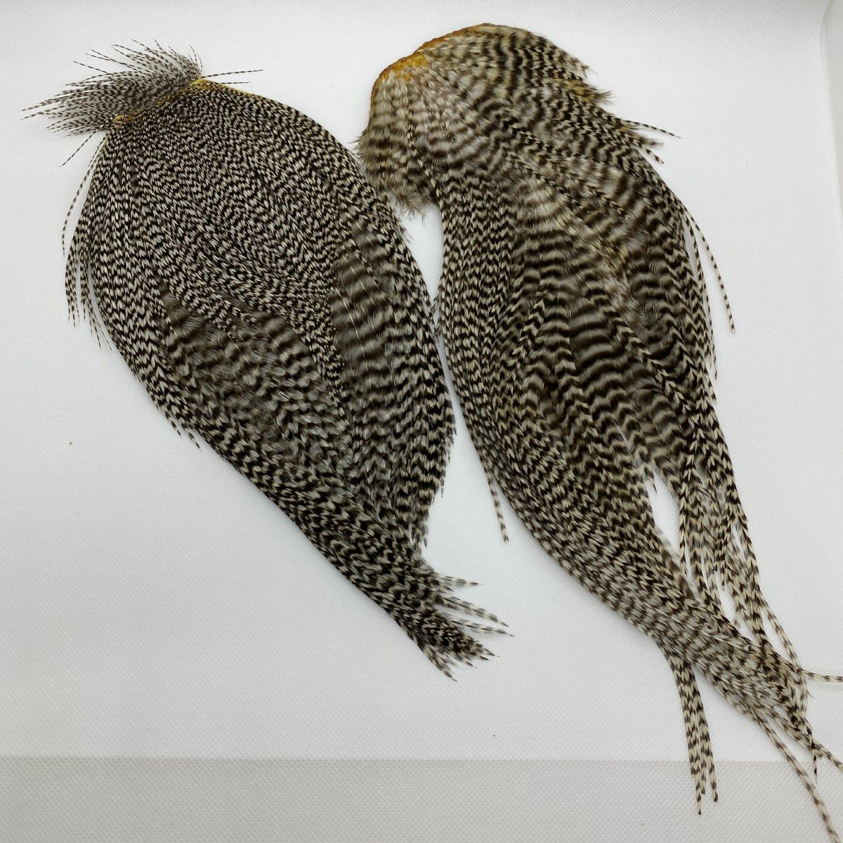 §§ WHITING ドライフライハックル ブロンズルースターケープ ヘリテージ