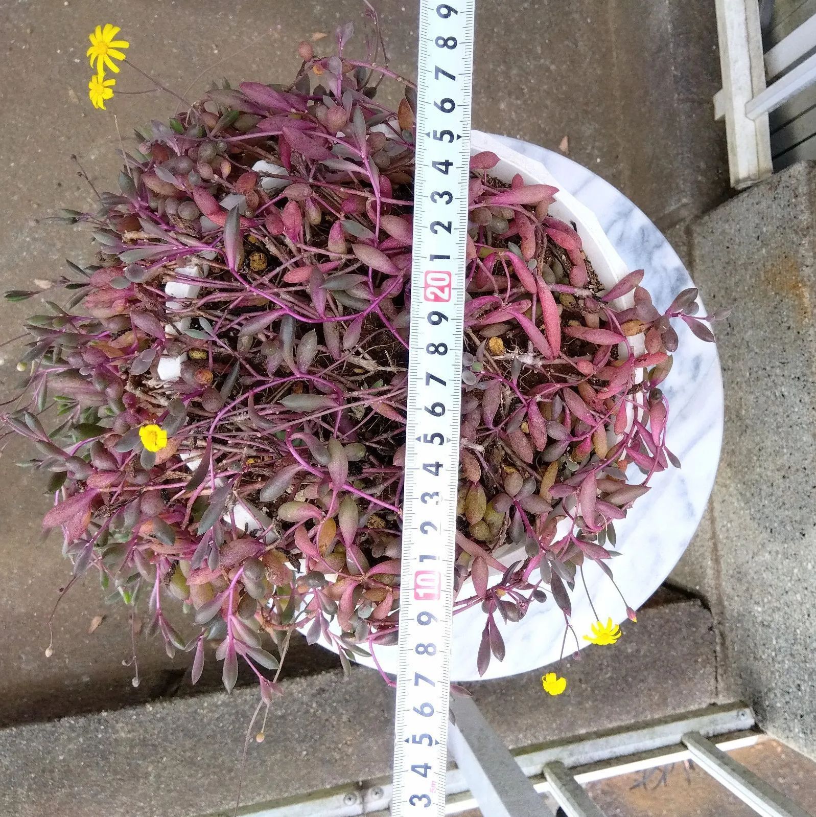 ゆりあ様専用〜T2【そのまま飾れる多肉植物】鉢付き！ルビー