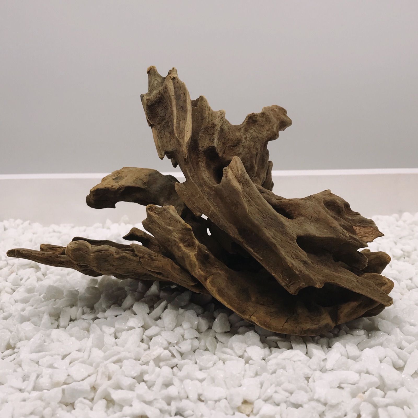 流木②