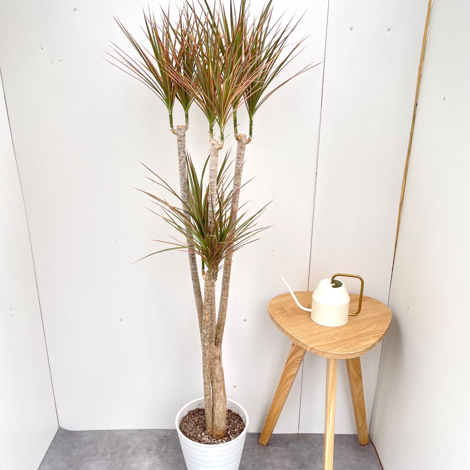 ドラセナ コンシンネ レインボー 4 現品 観葉植物 室内 大型